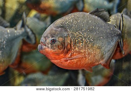 Red-bellied Piranha.  Red Piranha Native To South America, Found In The Amazon, Paraguay, Parana And