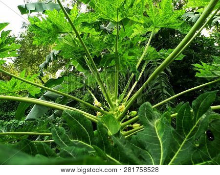 Green Leaf Background Image Of Nature For Wallpaper