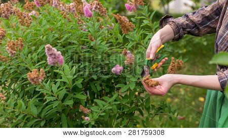 Girl Cuts The Bush (spirea) With Secateurs In The Garden In Sun Summer Day. Pruning The Dry Spirea F