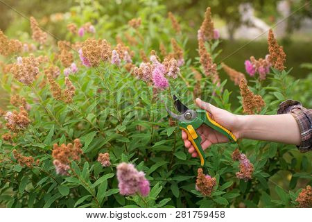 Girl Prune The Bush (spirea) With Secateurs In The Garden In Sun Summer Day. Cuting The Dry Spirea F