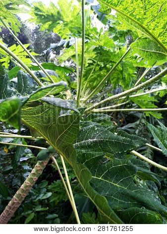 Green Leaves Background - Nature Background, Papaya Leaves