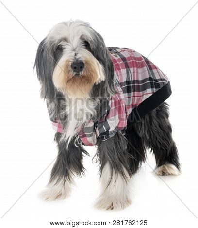 Bearded Collie In Front Of White Background