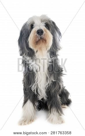 Bearded Collie In Front Of White Background