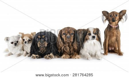 Little Dogs In Front Of White Background