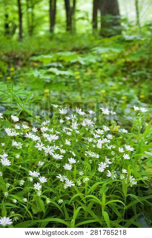 Stellaria Holostea (also Known As Addersmeat Or Greater Stitchwort) Flowers Closeup In Spring Forest