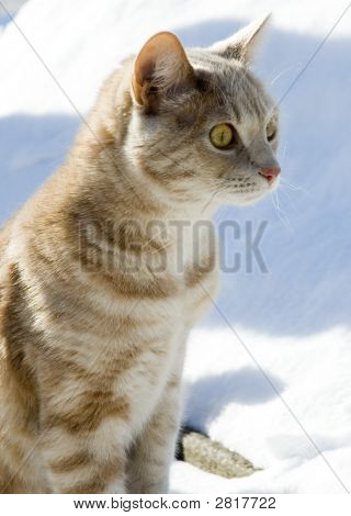 猫