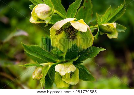 Green Hellebore Flower On Flowerbed In Garden