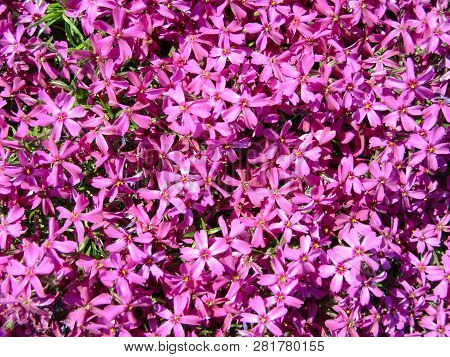 Phlox Subulata, Moss Phlox Or Mountain Phlox Flowers Background. Purple Flowers For Background, Top 