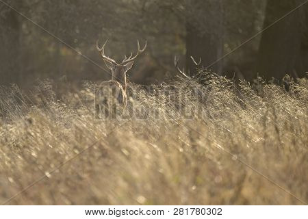 Stunning Red Deer Stag Cervus Elaphus With Majestic Antelrs In Autumn Fall Froest Landscape