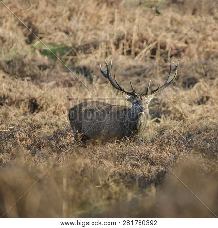 Stunning Red Deer Stag Cervus Elaphus With Majestic Antelrs In Autumn Fall Froest Landscape