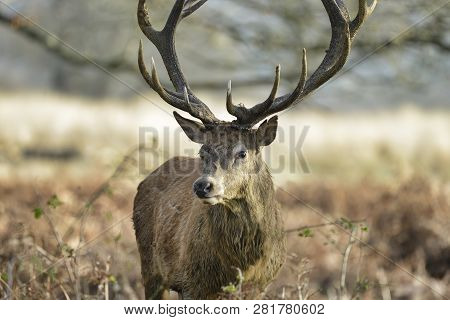 Stunning Red Deer Stag Cervus Elaphus With Majestic Antelrs In Autumn Fall Froest Landscape