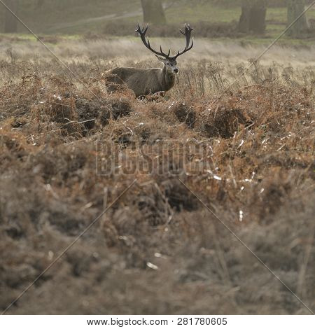 Stunning Red Deer Stag Cervus Elaphus With Majestic Antelrs In Autumn Fall Froest Landscape