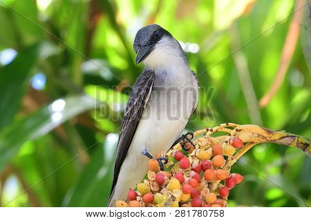 Portrait Of A Tropical Mocking Bird Perching In A Tree