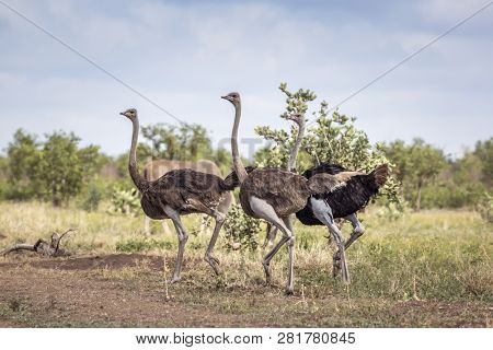 African Ostrich In Kruger National Park, South Africa ; Specie Struthio Camelus Family Of Struthioni