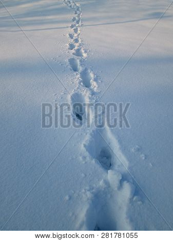 Trail In The Snow In The Winter Freezing Day. River Danube Environment, Futog Serbia