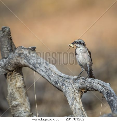 Red-backed Shrike With Insect Prey In Kruger National Park, South Africa ; Specie Lanius Collurio Fa