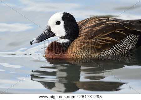 Portrait Of A White Faced Whistling Duck In The Water