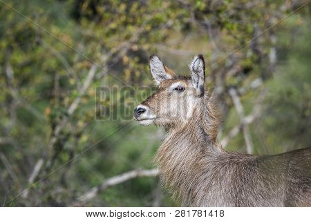 Common Waterbuck Female Portrait In Kruger National Park, South Africa ; Specie Kobus Ellipsiprymnus