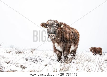 Hardy Highland Cattle And Cows In A Remote Field During Winter When The Ground Is Covered In Snow Wi