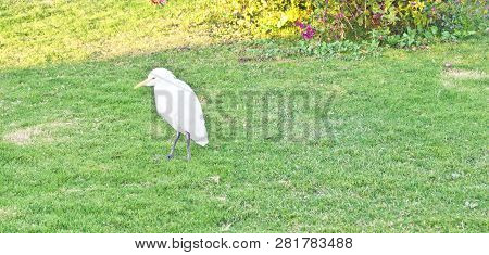 Little Egret Standing At The Edge Of A Pond To Catch A Fish. Little Egret Egretta Garzetta Is A Smal