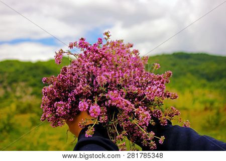 Thyme Plant Fresh Herbal Tea From The Nature