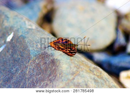 Large Tortoiseshell Butterfly On The Rock In To The Wild