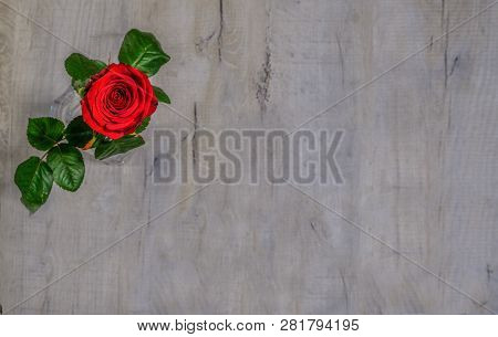 Single Red Rose With Fresh Green Leaves,  Flat Bed Shot For Valantines.  Placed On The Top Third Wit