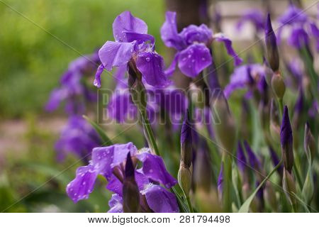 Purple Irises At Green Garden, Great Design For Any Purposes. Flower Background. Spring Floral Backg