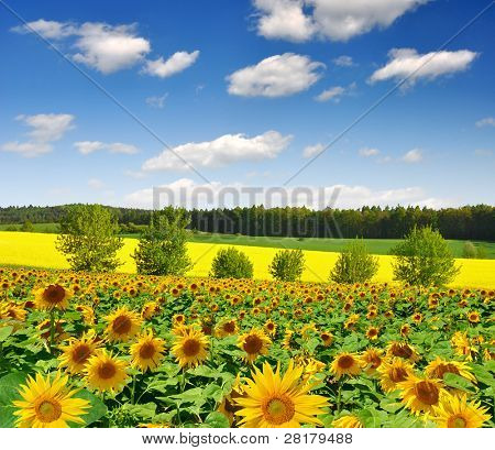 Letní slunce nad polem slunečnice