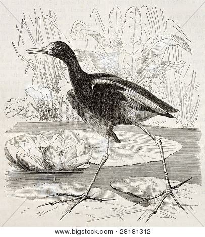 Wattled Jacana vanhaa kuvaa (Jacana jacana). Luoma Kretschmer Julkaisija Merveilles de l