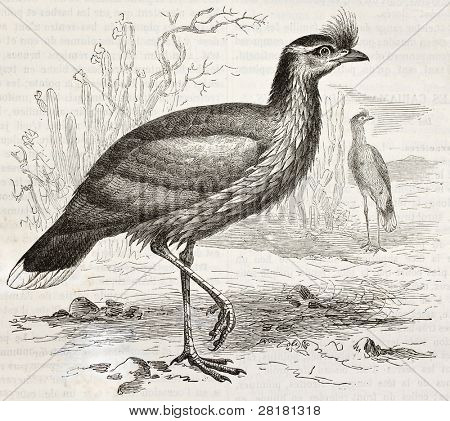 Červená legged Seriema staré ilustrace (Cariama hřebenitá). Vytvořil(a) Kretschmer, zveřejněné na Merveill