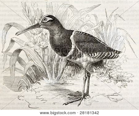 Větší malované sluk staré ilustrace (Rostratula benghalensis). Vytvořil(a) Kretschmer, publikované o