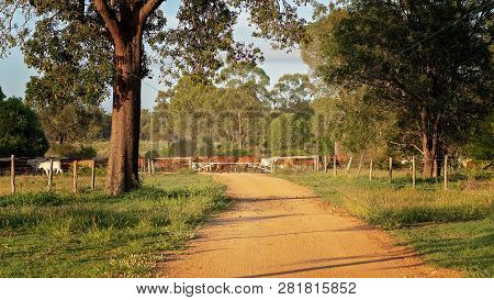 Cattle Being Moved By A Drover At The End Of A Long Dusty Road At Sunrise