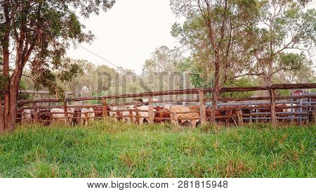 A Herd Of Cattle Rounded Up Into Yards Ready To Be Moved To Another Outback Station Property