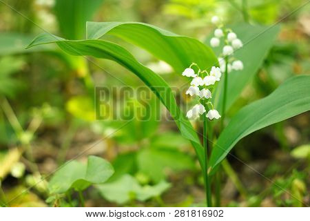 Meadow Lilies Of The Valley. Wildness Of Bright Lilies Of The Valley On Spring Sunny Forest Meadow. 