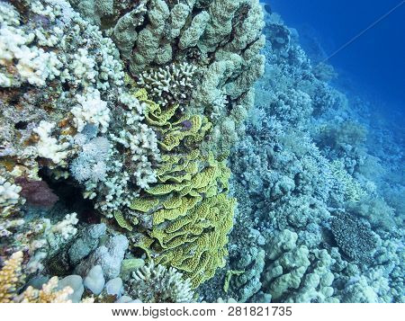 Colorful Coral Reef At The Bottom Of Tropical Sea, Yellow Turbinaria Coral, Underwater Landscape