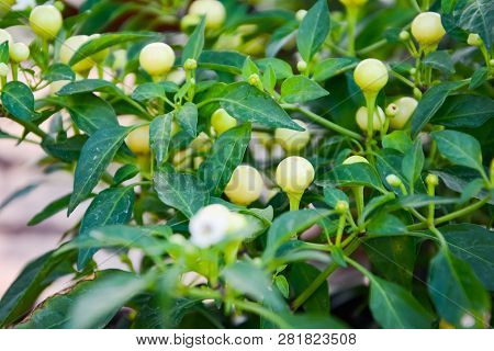 These Little Balls Are Cherry Peppers Or Solanaceae.  It Is A Type Of Chilli Whice Is Circle And Lig