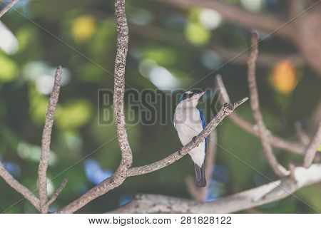 Bird (white-collared Kingfisher) In A Nature Wild