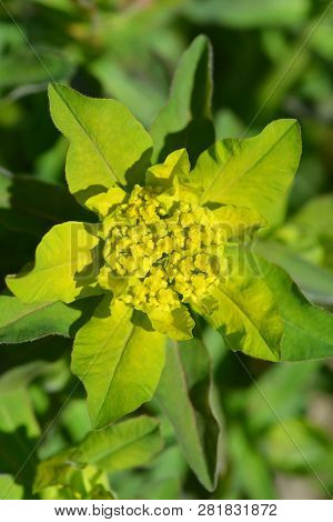 Cushion Spurge Yellow Flowers - Latin Name - Euphorbia Epithymoides (euphorbia Polychroma)