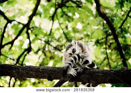 Lemur On Tree