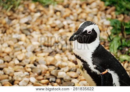 Photo Of A Penguin In The Zoo