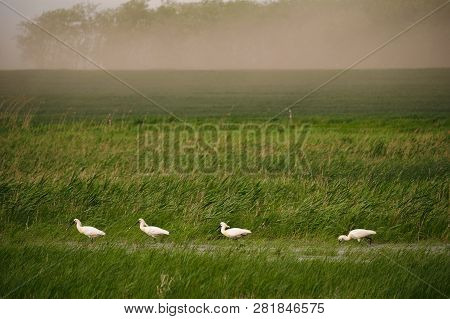 Spoonbills On The Moorland