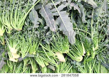 Background Of A Variety Of Broccoli Called Broccolo Fiolaro In Italian Typical Of The Town Of Creazz