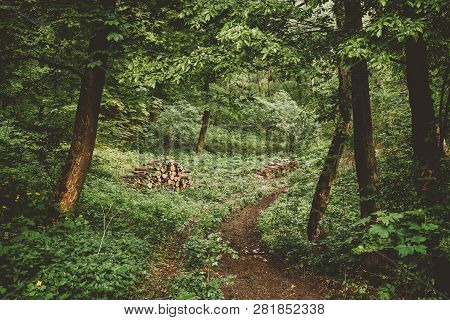 Wood Stack On The Forest