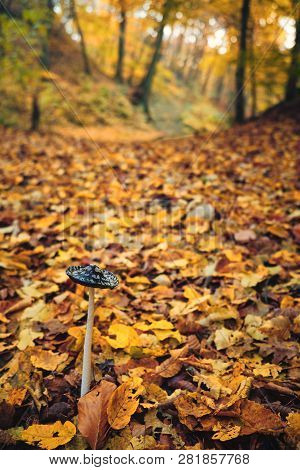 Close Up Photo Of Inkcap Mushroom In Autumn Forest.