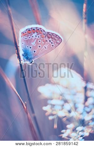 Butterfly On A Meadow