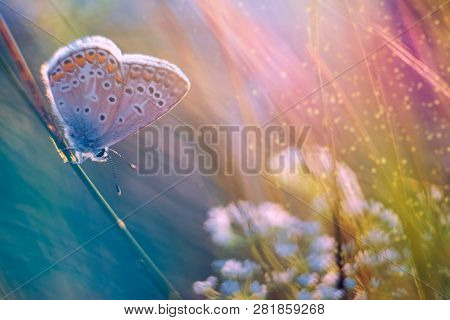 Butterfly On A Meadow