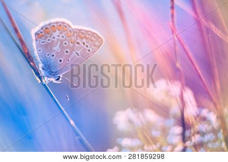 Butterfly On A Meadow