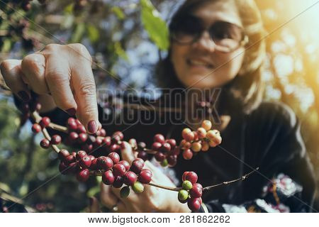 Asian Woman Smiling Face Happiness Emotion Near Raw Coffee Seed On Tree Branch