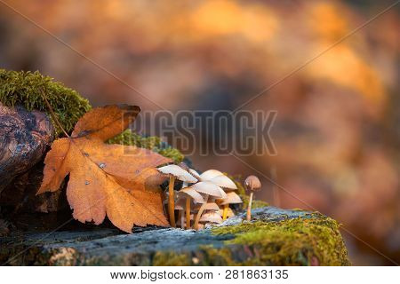 Macro Photo Of Mushrooms